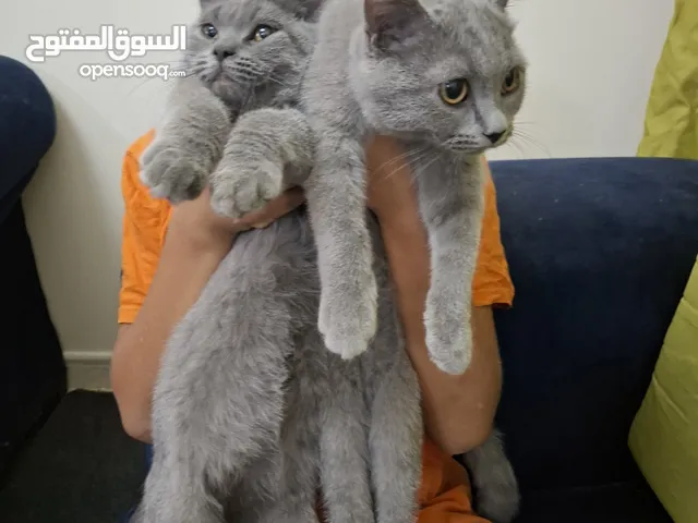 قطط سكواتش للتبني عمر 4 شهور