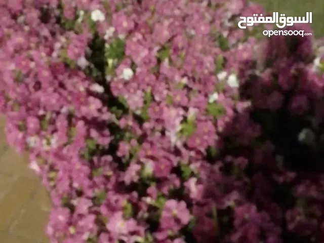 Teaching Math 100 aed/h