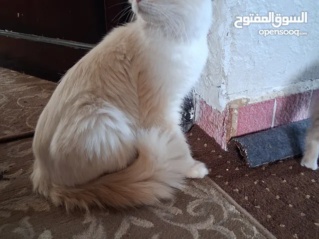 قطط سيبيرية قطة كبيرة و وبسس صغار للبيع