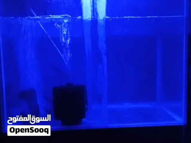 حوض سمك  كبير
