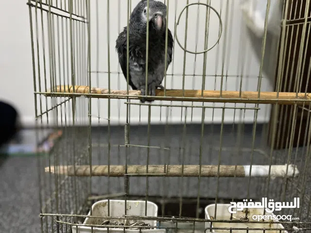 ببغاء تيمنا اليف