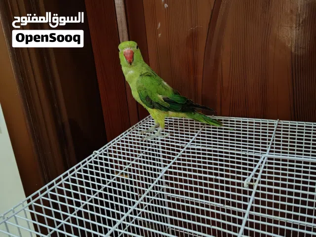 ببغاء درة للبيع وسعره حلو اليف وذكي جدا