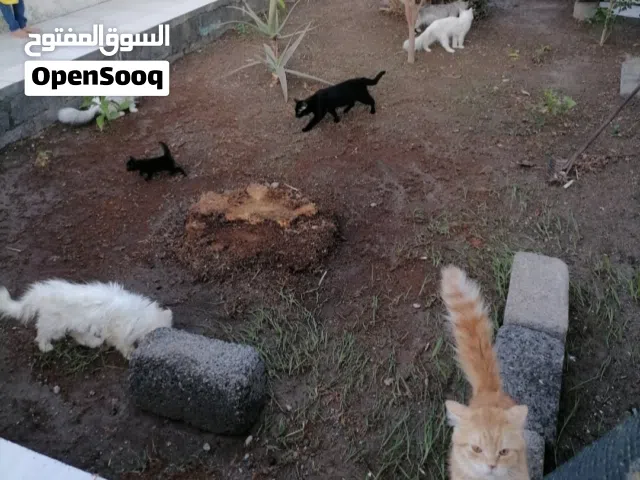 محميه لتربيه القطط الي معه قطط ما يبيها يتواصل معي