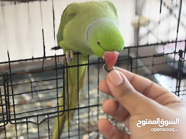 Disponible Psittacula krameri Li3ajbah wla rah intéressé marhba bih