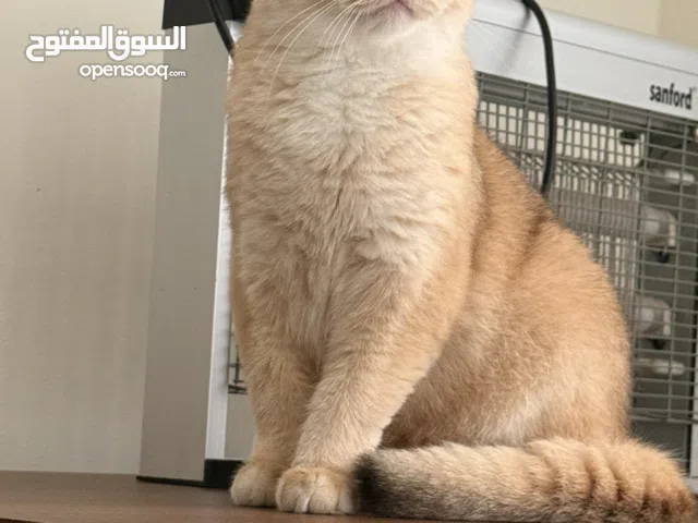 British short hair NY12