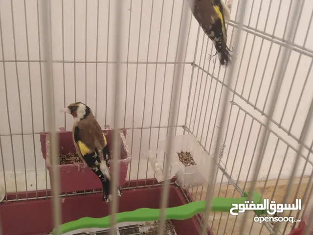 جوز حسون ترابي  للبيع