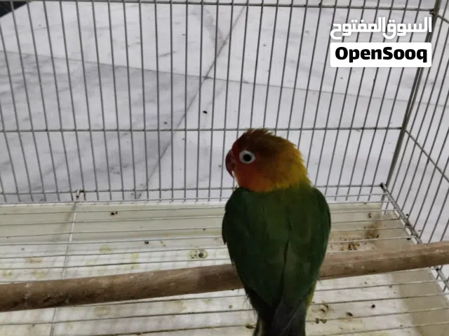 فشير جوزين2