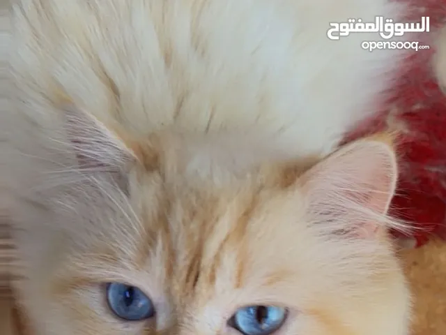 أرنوب ذكر هملايا اورانج حنون ويجنن