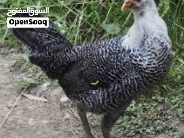 دجاج فيومي فضي مصري