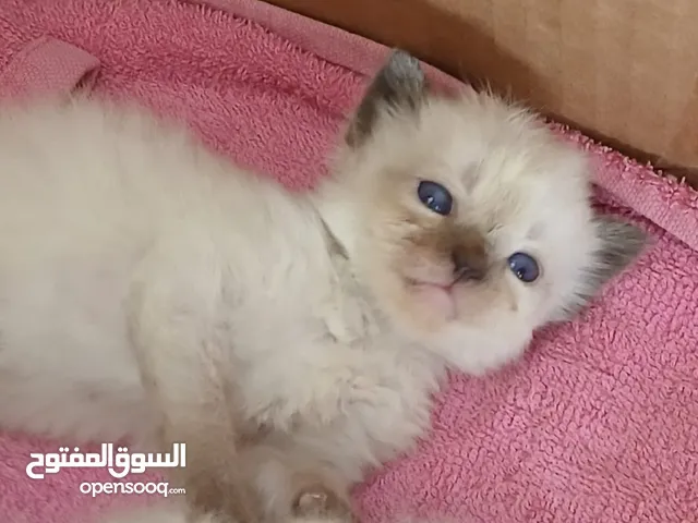 قطط صغيره للبيع هيمالايا بيور العمر شهر تسليم فوري تاكل وتشرب وتعتمد على نفسها متبقي 3 قطط صغيرة