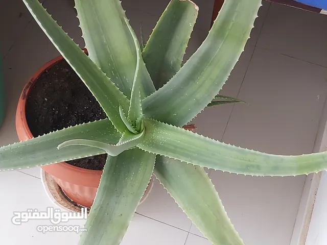 Plants for sale