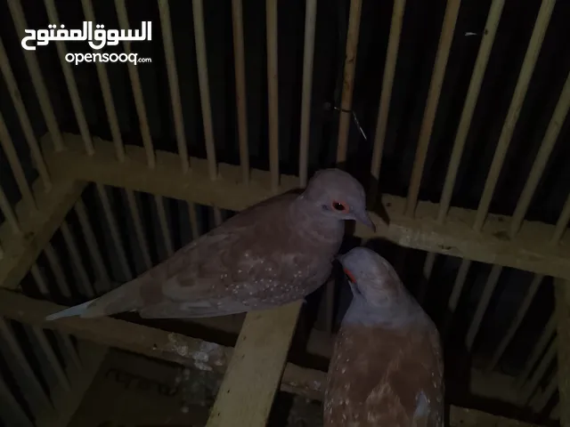 حمام ملكي اقراء الوصف