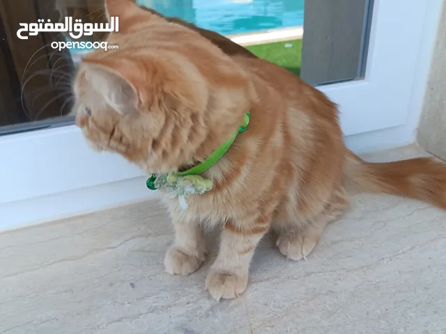 قط ذكر شيرازي للبيع او تبديل ببغاء أو عصافير