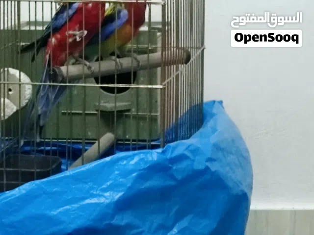 جوز روز يلا مع قفص كاسكوا وكوخ
