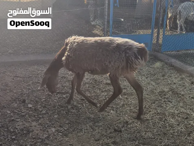 جاعدة أفغانية
