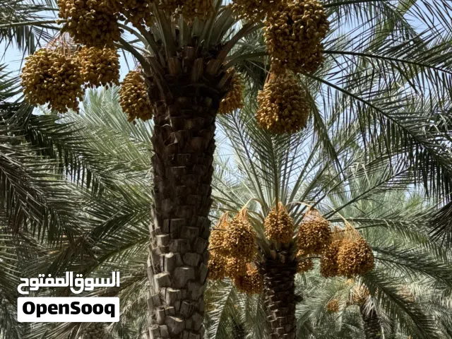 نخل مبسلي للبيع انتاج طيب ما شاء الله