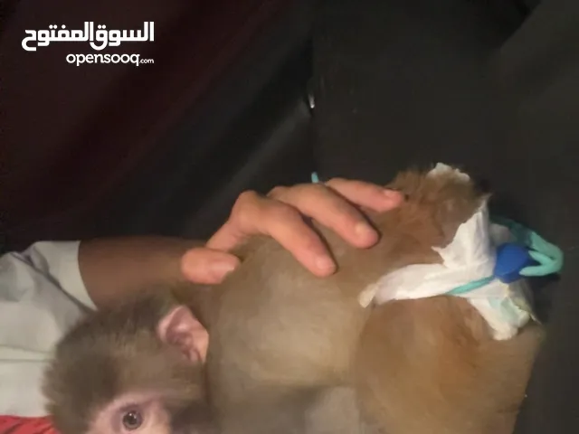 قرد مكاك للبيع