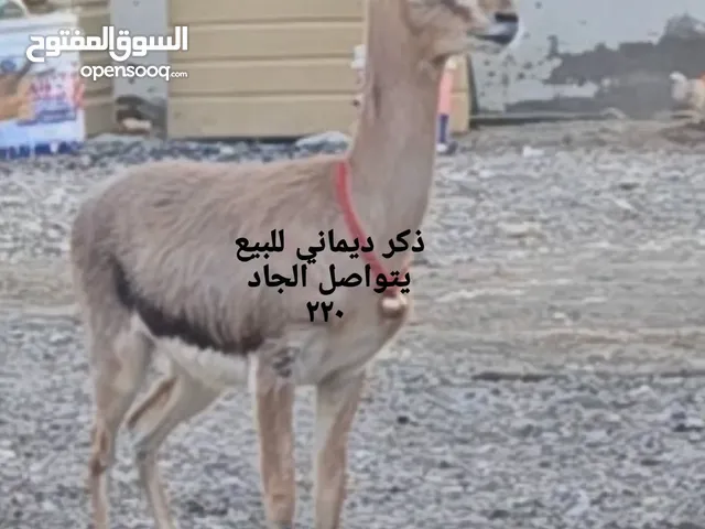 غزال ديماني