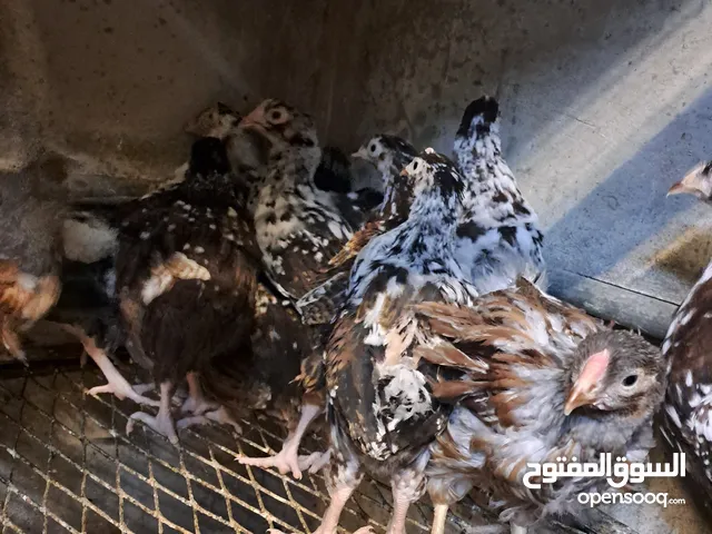 سايكس بورسلان