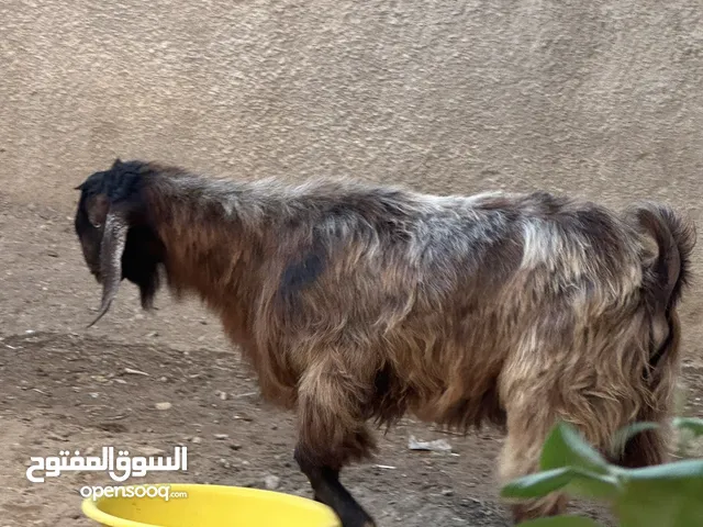 تيس بسم الله ما شاء الله عمر جمع والسعر قابل للتفواض بشيئ بسيط بدون تبخيس