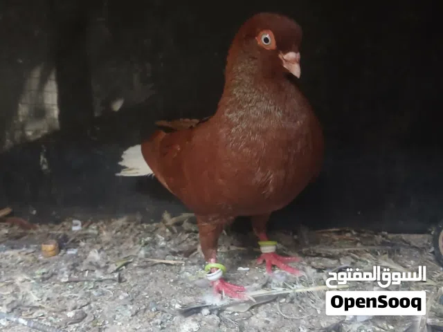 فحل نوري احمر للبيع في سحاب