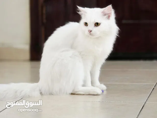 قطة أنثى للتبني