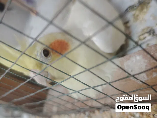 كوكتيل للبيع