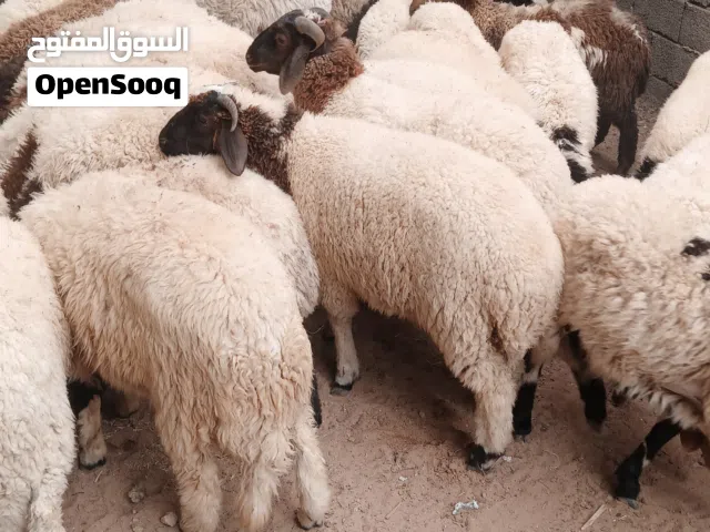 اضاحي للبيع