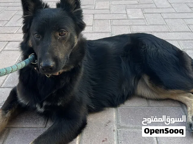 جيرمن شبرد العمر 5 اشهر