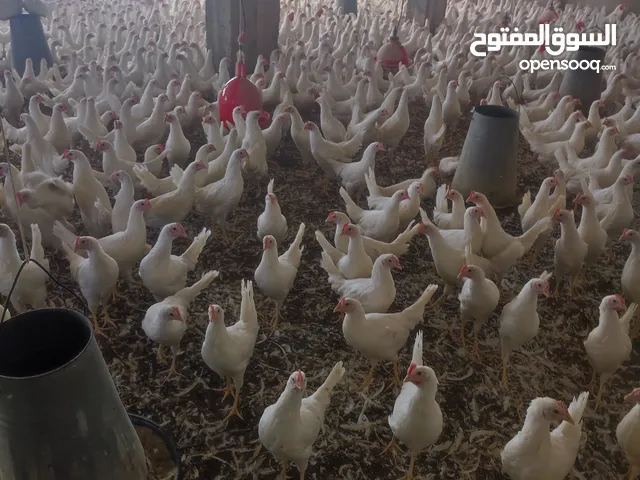 دجاج فراخ بياض للبيع 105يوم