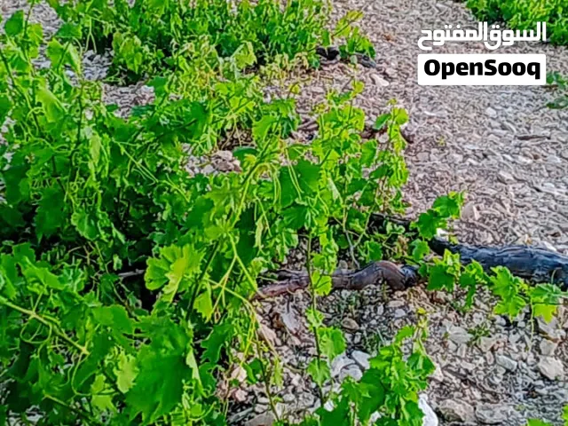 مزرعه كامله متكامله