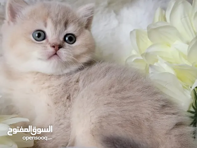نشتري الكتن بسعر مناسب