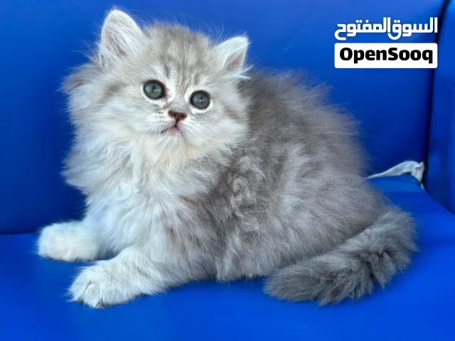 بسه لون سكني البسه