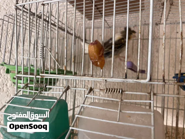 انتي كناري سخونه
