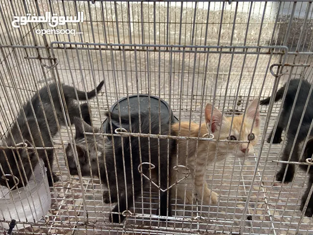 قطط للبيع لا يوجد توصيل تعال وشلهن بدون امهن