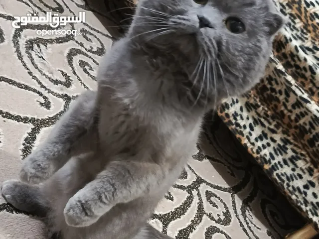 ذكر بريتش بلو للتزاوج