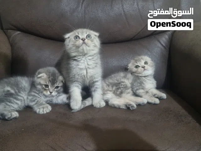 قطط صغيره Scottish and British short hair