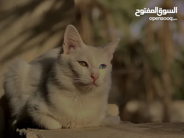 قط قط قط قط قط