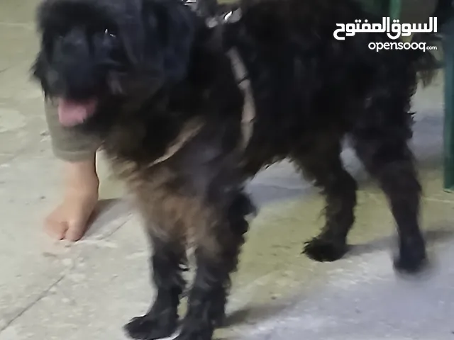 كلب بودل 100دينار