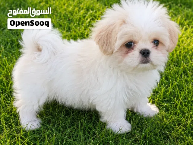 متاح انثي مني شتزو عمر ثلاث شهور معها كرت المطعيم وجوز السفر  خدمة توصيل مجاني