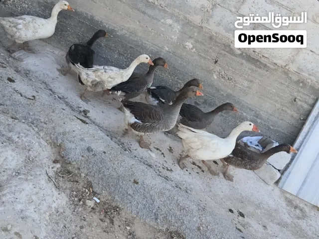 كوم وز تسع حبات