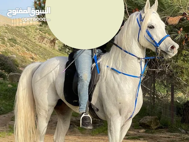 خيل فحل للبيع