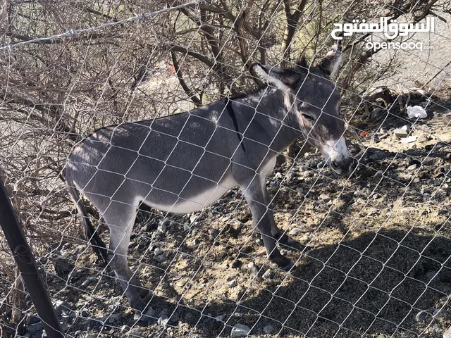 حمار للبيع الشرقية ابراء