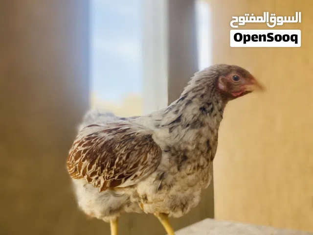 متوفر طرف وندوت بركاني حاجه لقوا إلا بالله العمر 3 شهور