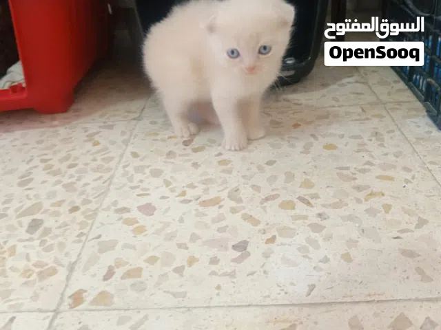 قطه للبيع سكوتش فولد غولد
