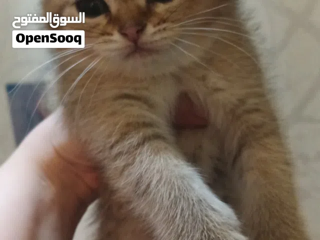 قطة سكوتش ستريت جولد العمر لا يتجاوز شهرين