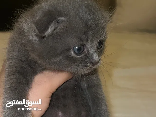 كيتن سكوتس