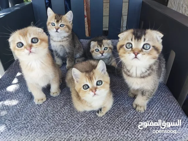 قطط سكوتش فولد