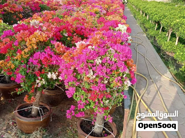 تنسيق حدايق ومبيع اشجار خارجي داخلي