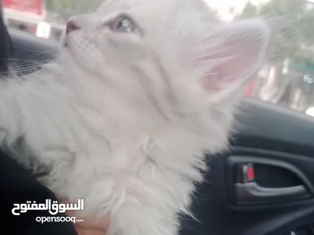 قطط شيرازي عمر شهر ونص اصلي اربعه لون أبيض على اصفر واحد رمادي